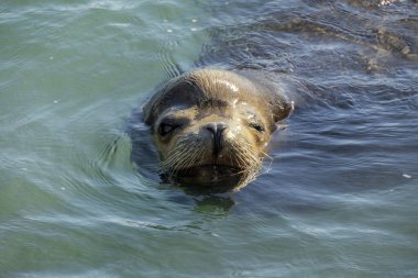 Cabo San Lucas Limanı 'nda bir deniz aslanı. Mexico Baja California' da.
