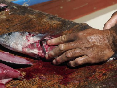 Balıkçı kumsalında taze balık kesme ve temizleme detaylarıyla ilgili. Punta Lobos Todos Santos, Pasifik Okyanusu, Baja California sur Mexico