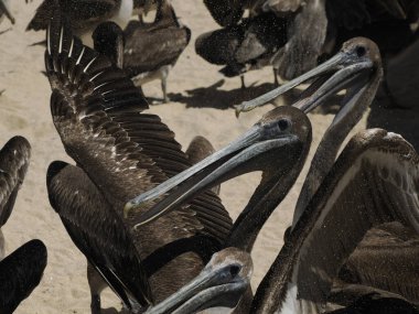 Balıkçı kumsalında pek çok pelikan taze balık için yalvarıyor Punta Lobos Todos Santos yakınlarında, Pasifik Okyanusu baja California sur Mexico