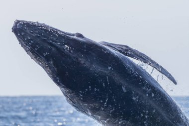 Pasifik Okyanusu Cabo San Lucas Meksika 'da kambur balina ihlali