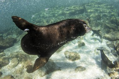 Büyük bir erkek maço California deniz aslanı size doğru geliyor harem bölgesini yok edin.