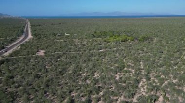 Baja California sur Mexico. Kaktüs ormanlarının deniz kenarındaki hava manzarası.
