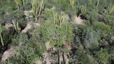 Baja California sur Mexico. Kaktüs ormanlarının deniz kenarındaki hava manzarası.