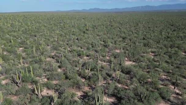 Baja California Sur Mexico Aerial View Cactus Forest Pattern Sea — Stock Video
