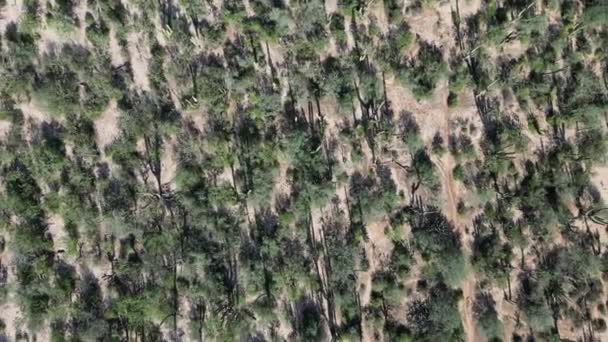 Baja California Sur Mexico Εναέρια Άποψη Του Σχεδίου Δάσος Κάκτων — Αρχείο Βίντεο