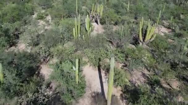 Baja California Sur Mexico Kaktusz Erdei Minta Légi Kilátással Tenger — Stock videók