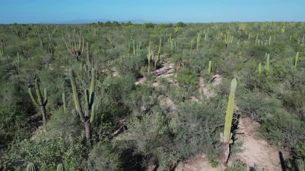 Baja California Sur Mexico Kaktusz Erdei Minta Légi Kilátással Tenger — Stock videók