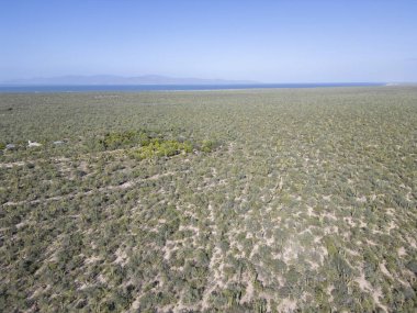 Baja California sur Mexico deniz manzaralı kaktüs ormanı manzaralı