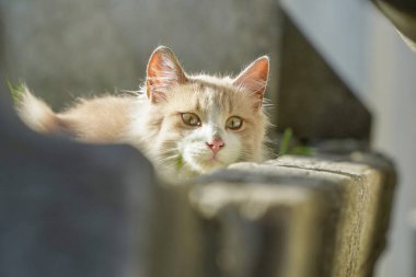 İstanbul sokak portresinin sokak kedisi.