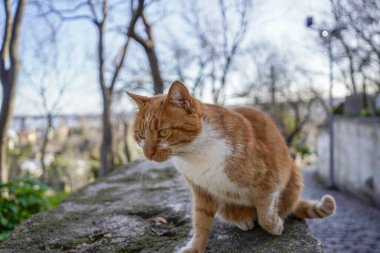 İstanbul sokak portresinin sokak kedisi.