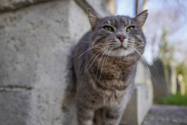 İstanbul sokak portresinin sokak kedisi.