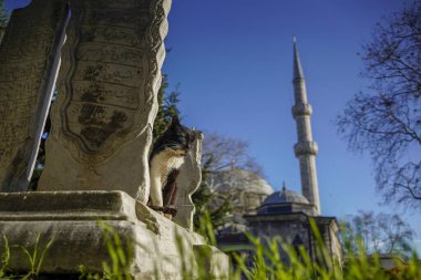 İstanbul sokak portresinin sokak kedisi.