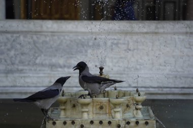 Topkapı Sarayı, İstanbul, Türkiye, Antik Osmanlı konutu çeşmesinde karga dövüşü.