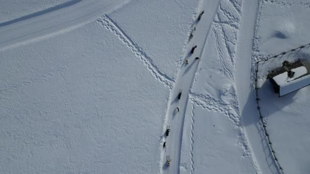 冬季のイルミネーションビューバディアの雪の上のスレッジドッグセルドドッグ パノラマ風景ドローン映像 — ストック動画