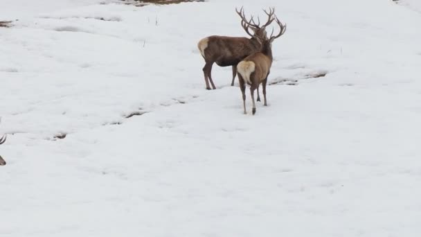 Ciervos Bajo Nieve Imágenes Temporada Invierno — Vídeos de Stock