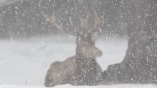 Jelenie Pod Śniegiem Sezonie Zimowym — Wideo stockowe