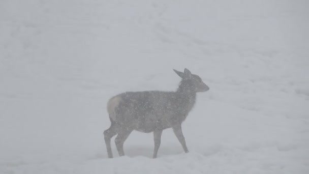 Cervo Sotto Neve Durante Stagione Invernale — Video Stock