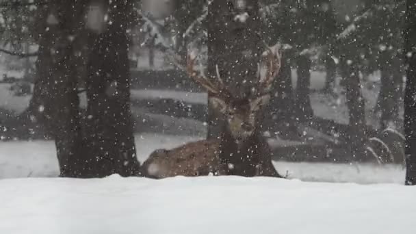 Cerb Sub Zăpadă Timpul Iernii Film — Videoclip de stoc
