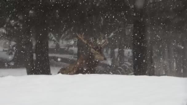 Олень Снегом Кадрах Зимнего Сезона — стоковое видео