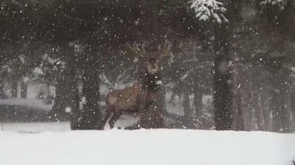 Deer Snow Winter Season Footage — Stock Video
