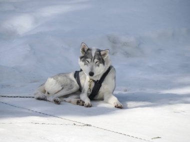 Kar dağlarında köpekli bir kızak. Güneşli bir günde beyaz arka plan.