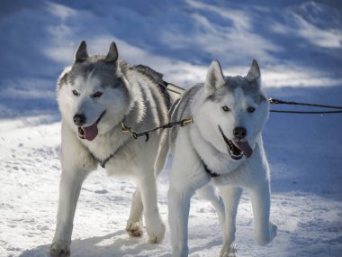 Kar dağlarında koşan köpekli kızak köpeği kışın dolomitlerle beyaz arka plan.