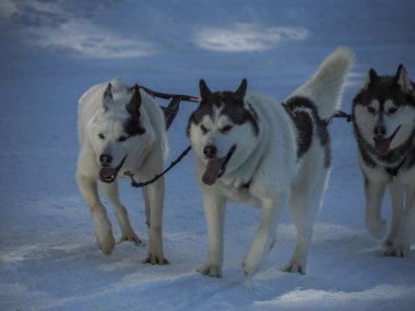 Kar dağlarında koşan köpekli kızak köpeği kışın dolomitlerle beyaz arka plan.