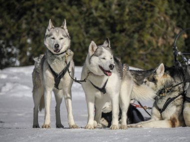 Kar dağlarında köpekli bir kızak. Güneşli bir günde beyaz arka plan.