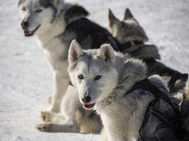 Kar dağlarında dinlenen köpekli bir kızak. Güneşli bir günde beyaz arka plan dolomitlerle.