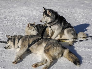 Kar dağlarında dinlenen köpekli bir kızak. Güneşli bir günde beyaz arka plan dolomitlerle.