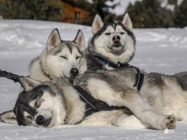 Kar dağlarında dinlenen köpekli bir kızak. Güneşli bir günde beyaz arka plan dolomitlerle.