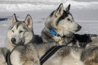 Kar dağlarında dinlenen köpekli bir kızak. Güneşli bir günde beyaz arka plan dolomitlerle.
