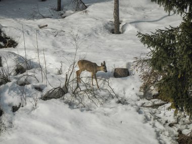 Karda yiyecek arayan genç bir yumurta geyiği Dolomite dağlarında kış panorama manzarası