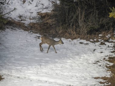Karda yiyecek arayan genç bir yumurta geyiği Dolomite dağlarında kış panorama manzarası