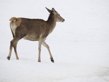 Kar altında bir geyik Kış manzarası