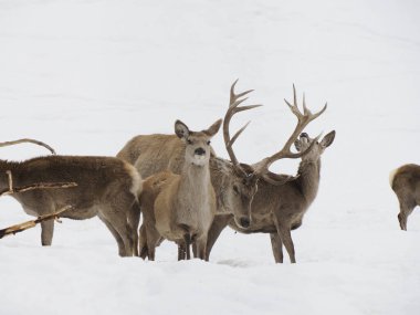 Kar altında bir geyik Kış manzarası