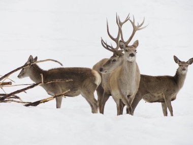 Kar altında bir geyik Kış manzarası