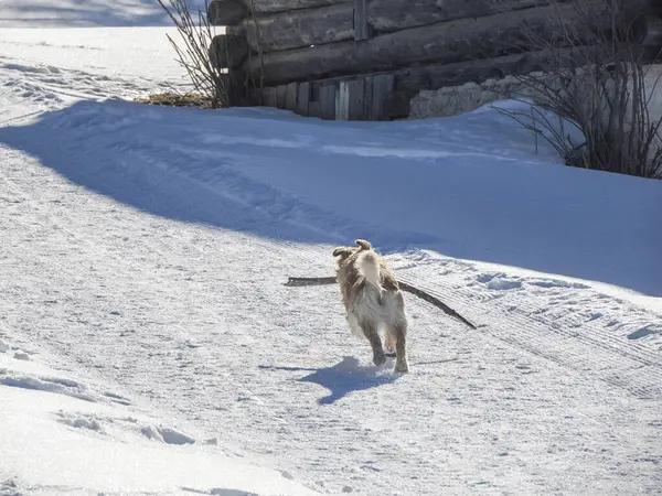 An Happy dog and human hiking on the snow in dolomites