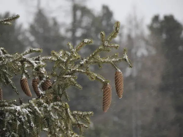 snow falling on dolomites pine tree branches in mountain winter panorama
