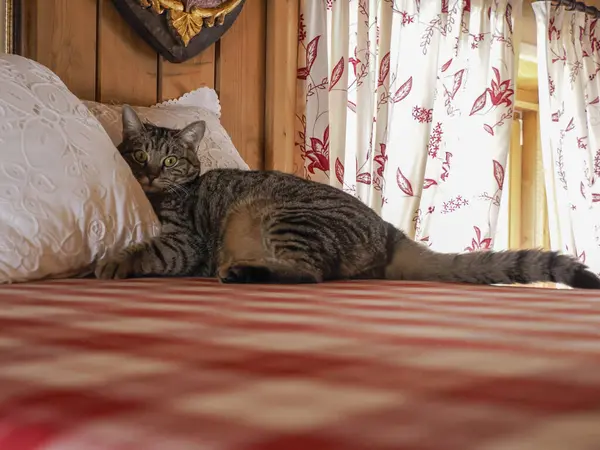 A cat hiding on a bed