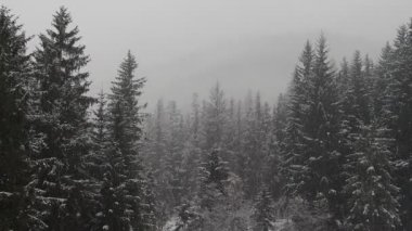 Çam ağacının dallarına karlar düşüyor Dolomitlerle dağ yavaş çekimde