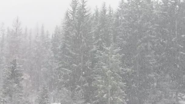 Χιόνι Πέφτει Κλαδιά Πεύκου Δολομίτες Βουνό Αργή Κίνηση — Αρχείο Βίντεο
