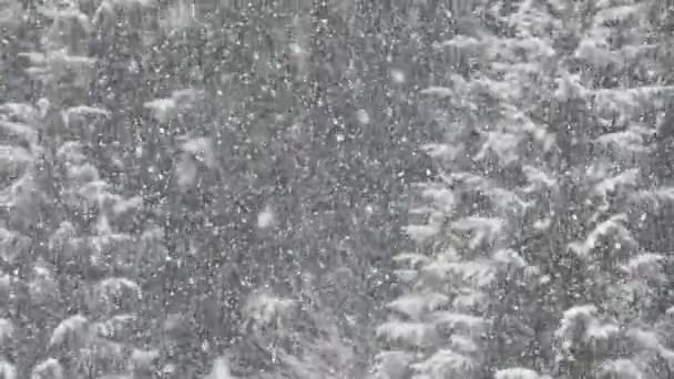Sníh Padající Borovicové Větve Dolomitech Zpomalení Stock Video