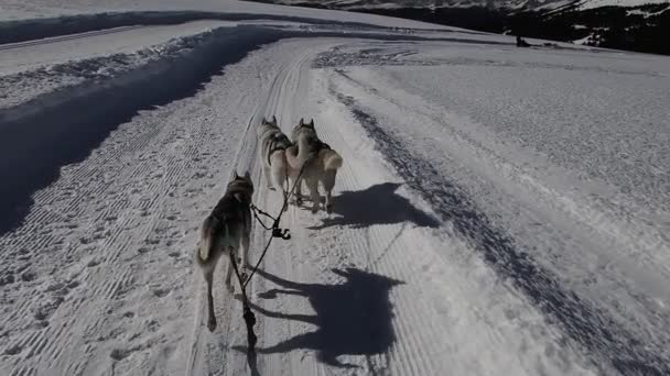 Husky Σκυλιά Τραβώντας Έλκηθρο Στο Χιόνι Έλκηθρο Αργή Κίνηση — Αρχείο Βίντεο