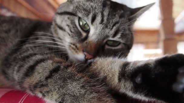 고양이 슬로우 클로즈업 비디오 클립