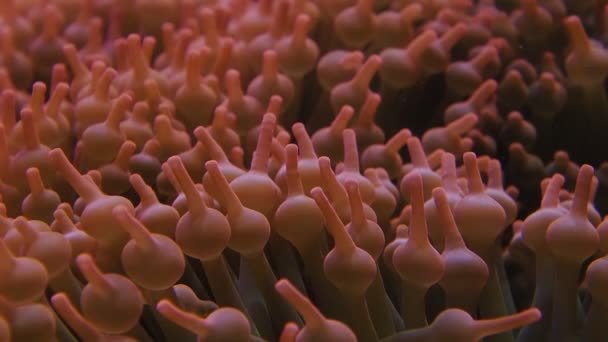 Щупальца Кораллов Закрывают Макрозамедленное Движение — стоковое видео