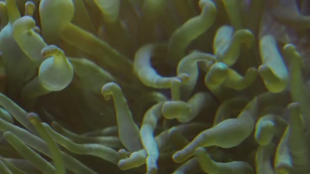 Tentáculos Corais Fechar Macro Câmera Lenta — Vídeo de Stock