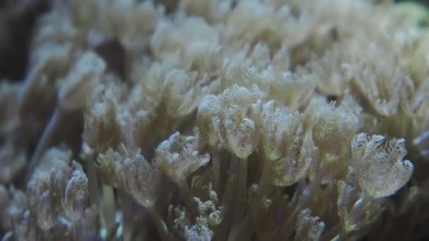 Koraller Tentakler Närbild Makro Slow Motion — Stockvideo