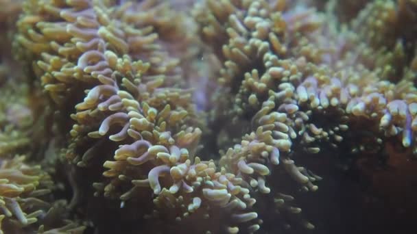 珊瑚触须关闭宏观慢动作 — 图库视频影像