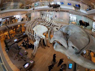 TRENTO, ITALY - 11 Şubat 2024 MUSE - Museo delle Scienze di Trento in Italy translation science museum by Renzo Piano mimar